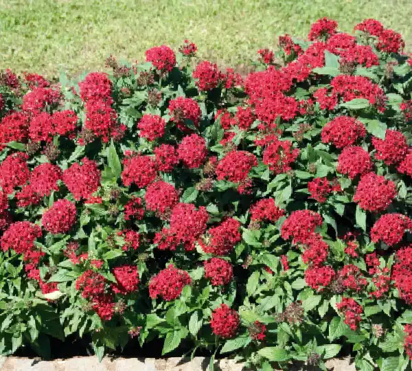 Пентас ланцетовидный Калейдоскоп карнеа Глубокий красный F1 - Pentas lanceolata Kaleidoscope carnea Deep Red F1 - Фото №1