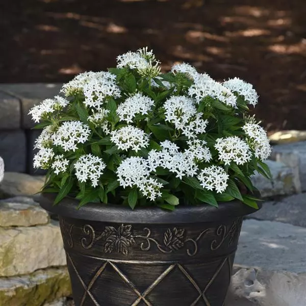 Пентас Lucky Star Белый - Pentas lanceolata Lucky Star White - Фото №2