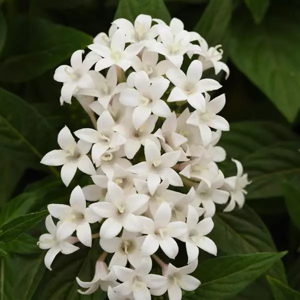Пентас Lucky Star Белый - Pentas lanceolata Lucky Star White - Фото №1