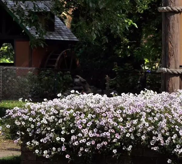 Петуния Тайдл Вейв Сильвер - Petunia x hybrida Tidal Wave Silver - Фото №2