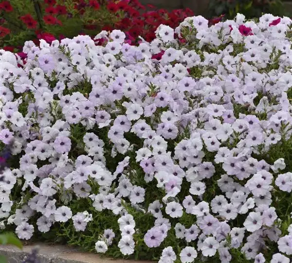 Петуния Тайдл Вейв Сильвер - Petunia x hybrida Tidal Wave Silver - Фото №4