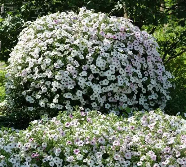 Петуния Тайдл Вейв Сильвер - Petunia x hybrida Tidal Wave Silver - Фото №5