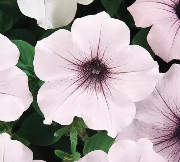 Петуния Тайдл Вейв Сильвер - Petunia x hybrida Tidal Wave Silver - Фото №1