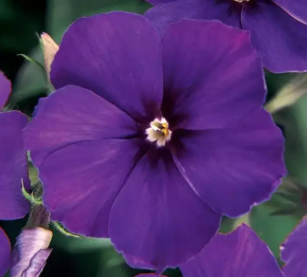 Флокс F1 21-й Век Синяя - Phlox F1 21st Century Blue - Фото №1