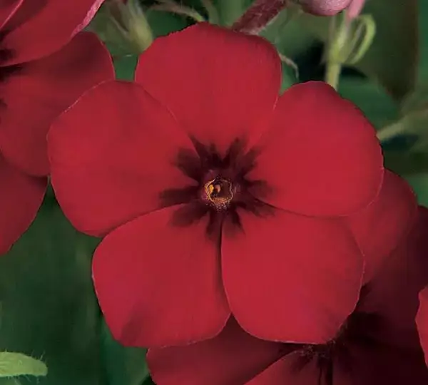 Флокс F1 21-й Век Малиновая - Phlox F1 21st Century Crimson - Фото №1