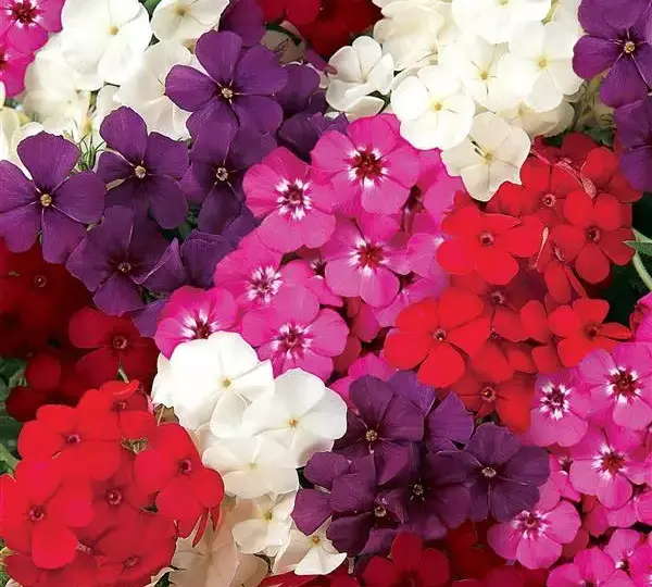 Флокс F1 21-й Век Смесь - Phlox F1 21st Century Mixture - Фото №1