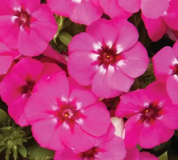 Флокс F1 21-й Век Розовая - Phlox F1 21st Century Pink - Фото №1