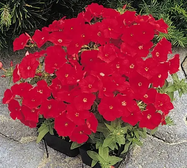 Флокс F1 21-й Век Алая - Phlox F1 21st Century Scarlet - Фото №2
