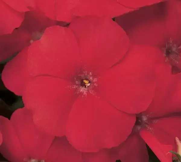 Флокс F1 21-й Век Алая - Phlox F1 21st Century Scarlet - Фото №1