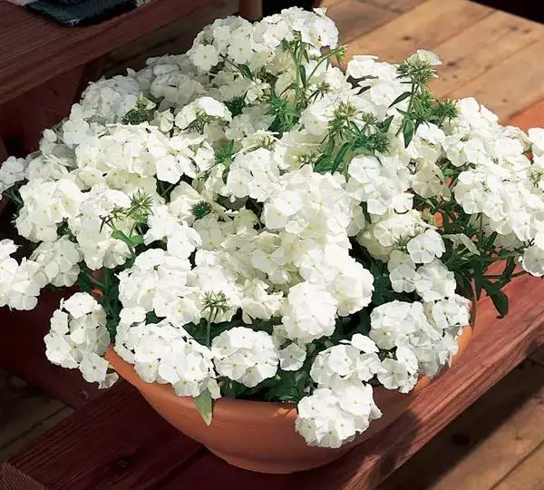 Флокс F1 21-й Век Белая - Phlox F1 21st Century White - Фото №2