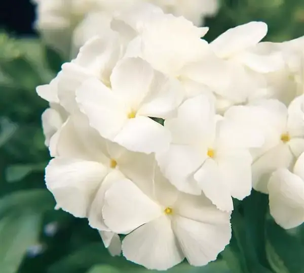 Флокс F1 21-й Век Белая - Phlox F1 21st Century White - Фото №1