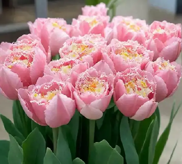 Тюльпаны Пинк Мэджик - Pink Magic  - Фото №3