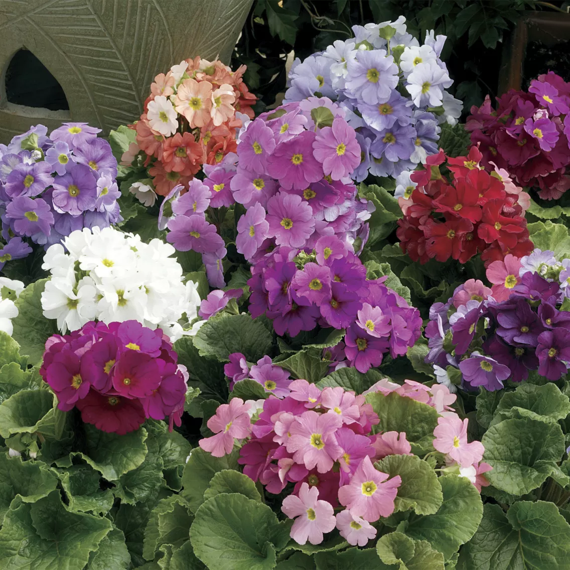 Примула обконика Либре Смесь - Primula obconica Libre Mix - Фото №1