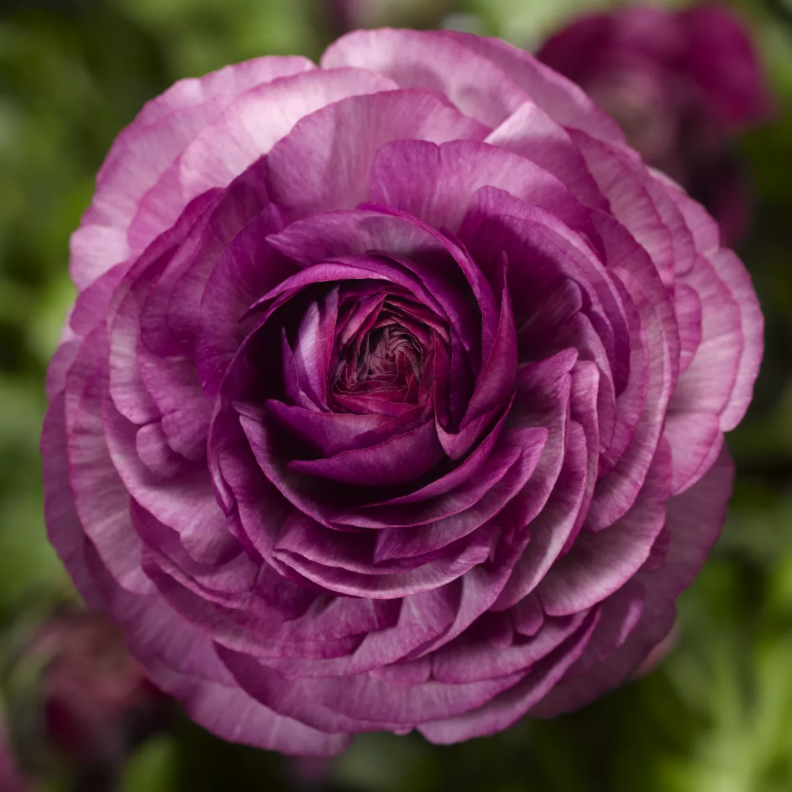 Лютик азиатский Пурпурный - Ranunculus asiaticus
