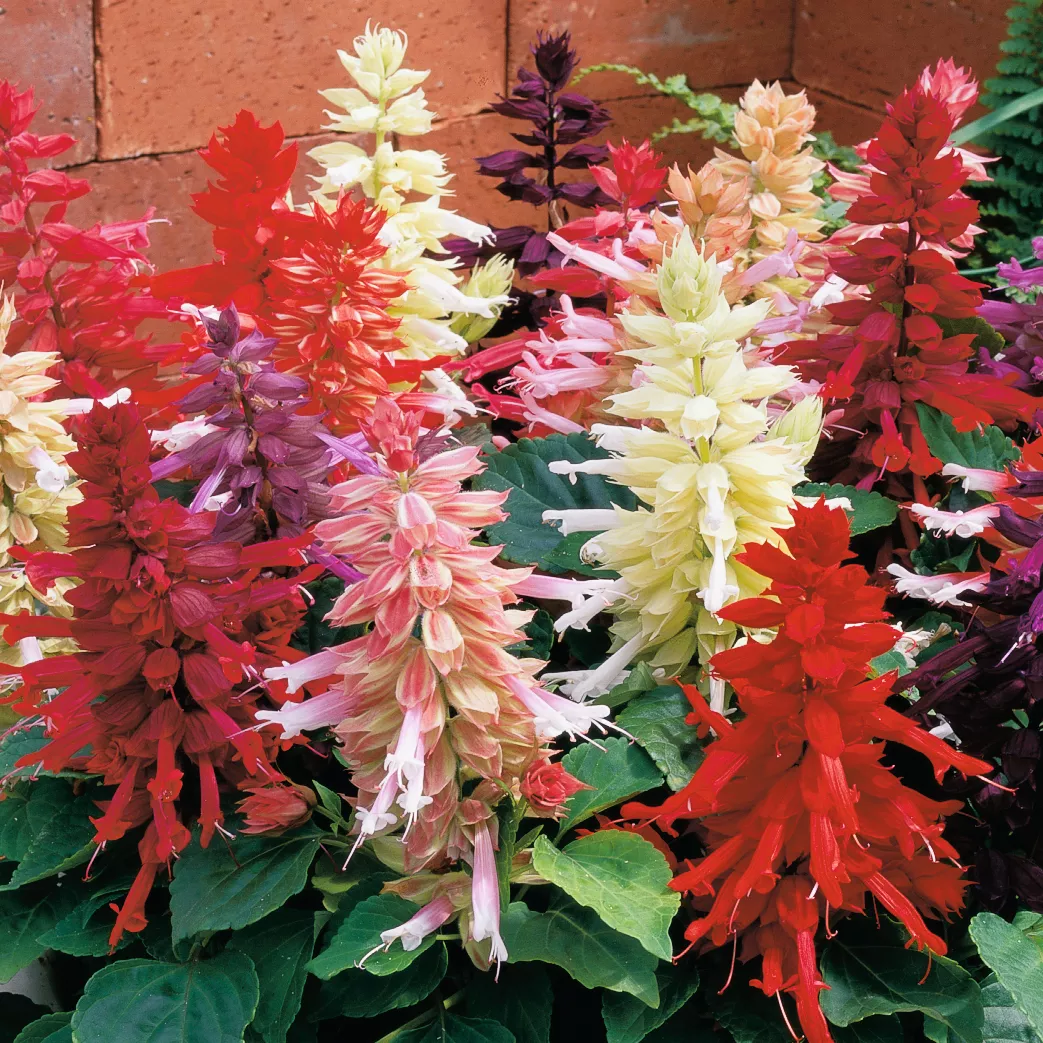 Сальвия блестящая Сальса Смесь - Salvia splendens Salsa Mix - Фото №1