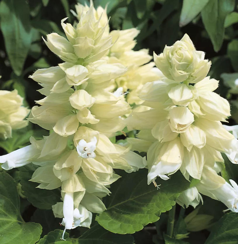 Сальвия блестящая Сальса Белая - Salvia splendens Salsa White