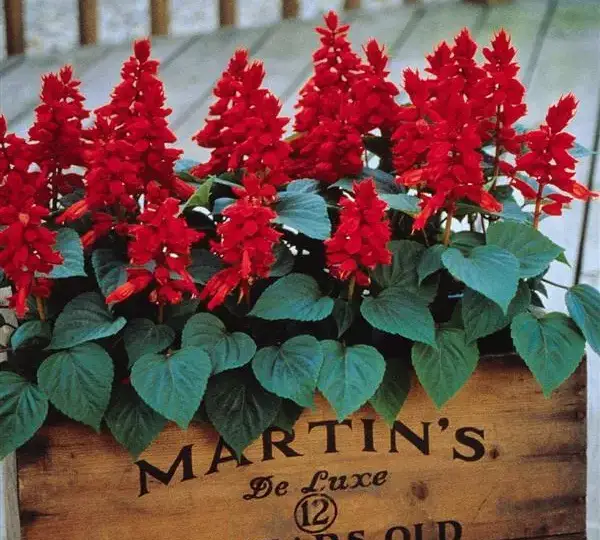 Сальвия Виста Красная - Salvia splendens Vista Red - Фото №2