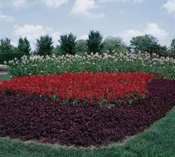 Сальвия Виста Красная - Salvia splendens Vista Red - Фото №3