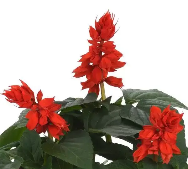 Сальвия Виста Красная - Salvia splendens Vista Red