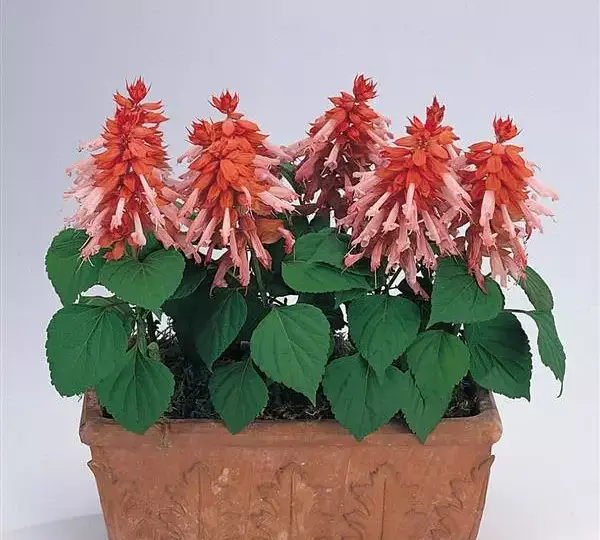 Сальвия Виста Лососёвая - Salvia splendens Vista Salmon - Фото №2