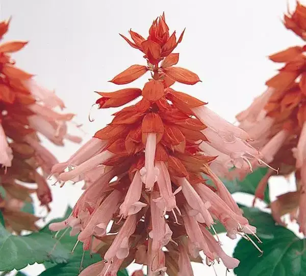 Сальвия Виста Лососёвая - Salvia splendens Vista Salmon