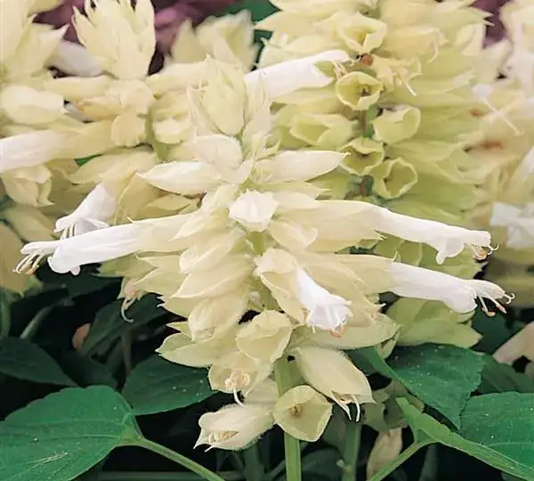 Сальвия Виста Белая - Salvia splendens Vista White