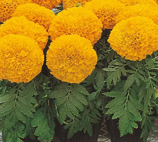 Бархатцы Инка Оранжевая - Tagetes erecta Inca Orange - Фото №2