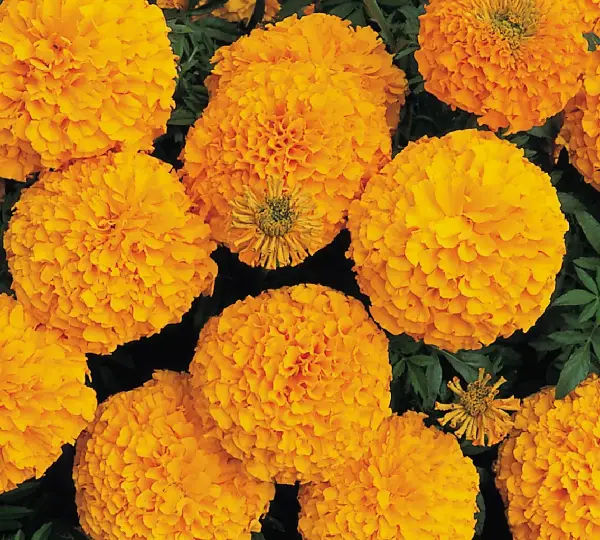 Бархатцы Инка Оранжевая - Tagetes erecta Inca Orange - Фото №1