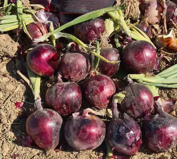 Лук Таннат F1 - Tannat F1 - Фото №2