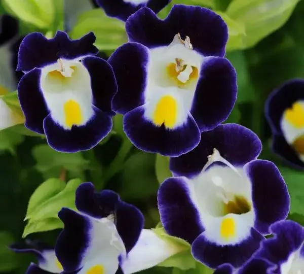 Торения Кауаи Сине-Белая - Torenia fournieri Kauai Blue & White - Фото №1