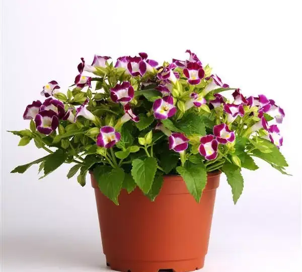 Торения Кауаи Бургунди - Torenia fournieri Kauai Burgundy - Фото №2