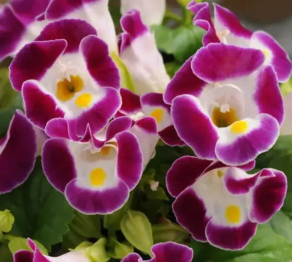 Торения Кауаи Бургунди - Torenia fournieri Kauai Burgundy - Фото №1