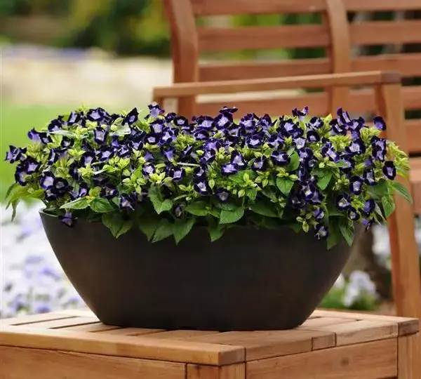 Торения Кауаи Глубокая Синяя - Torenia fournieri Kauai Deep Blue - Фото №2