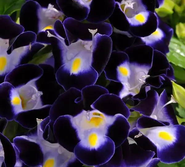 Торения Кауаи Глубокая Синяя - Torenia fournieri Kauai Deep Blue - Фото №1