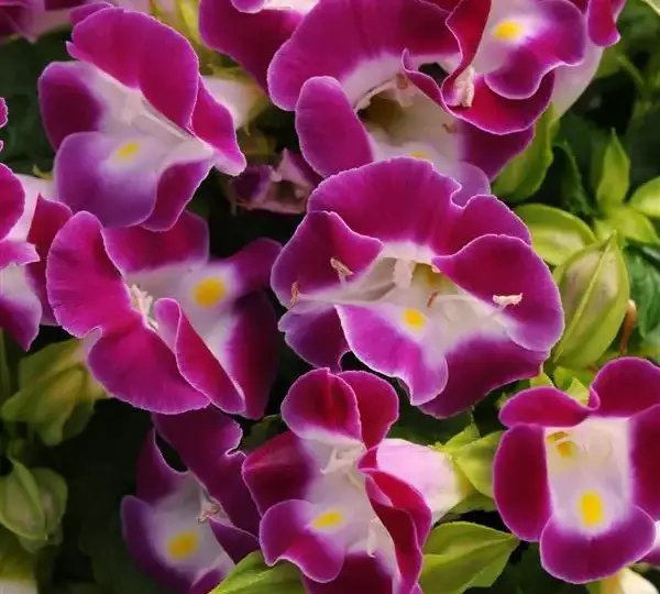 Торения Кауаи Маджента - Torenia fournieri Kauai Magenta - Фото №1