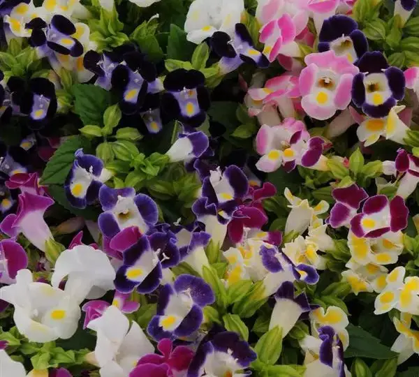 Торения Кауаи Смесь - Torenia fournieri Kauai Mixture - Фото №1