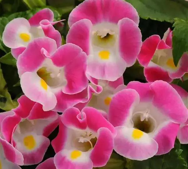 Торения Кауаи Розовая - Torenia fournieri Kauai Rose - Фото №1