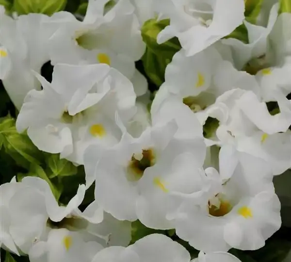 Торения Кауаи Белая - Torenia fournieri Kauai White - Фото №1