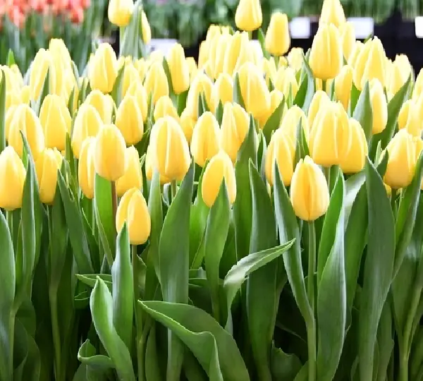 Тюльпан Авокадо - Tulipa Avocado - Фото №2