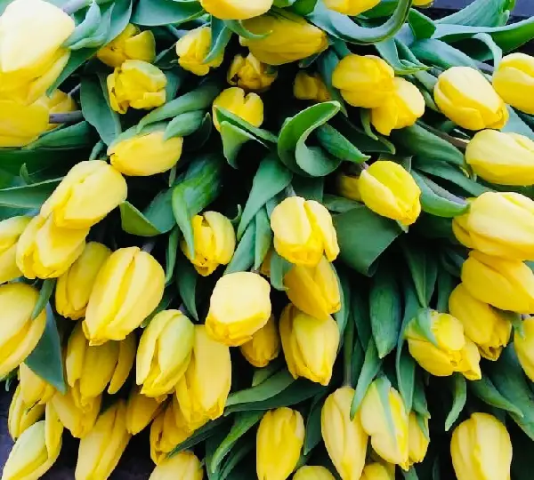Тюльпан Авокадо - Tulipa Avocado - Фото №4