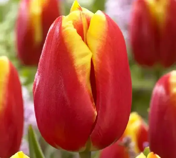 Тюльпаны Доу Джонс - Tulipa Dow Jones - Фото №2