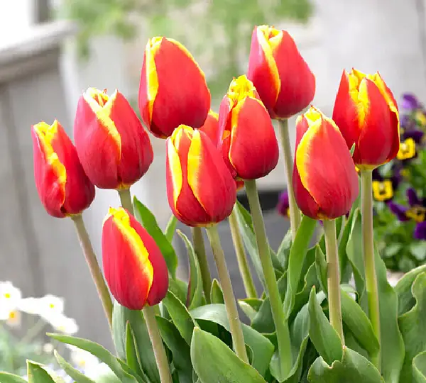 Тюльпаны Доу Джонс - Tulipa Dow Jones - Фото №3