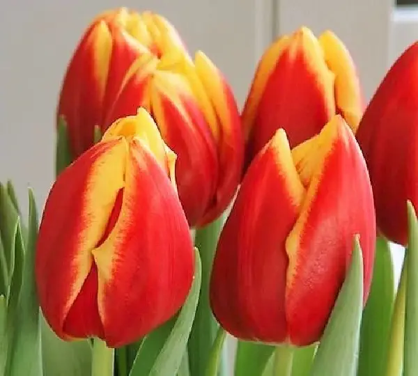 Тюльпаны Доу Джонс - Tulipa Dow Jones - Фото №4