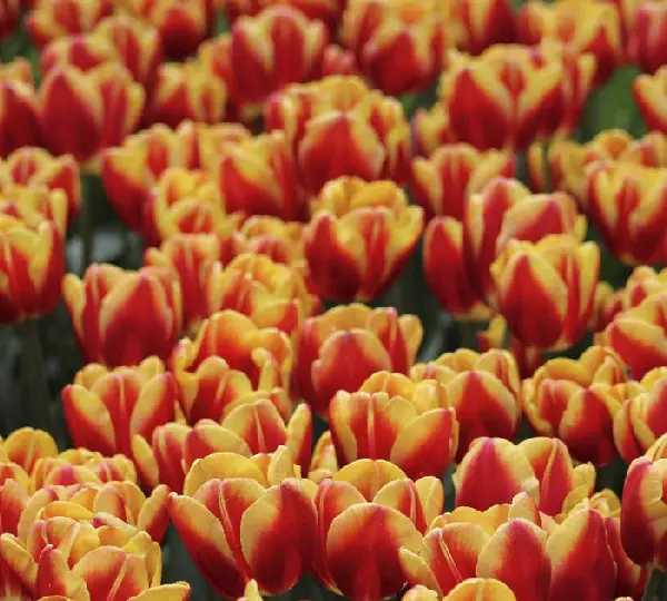 Тюльпаны Доу Джонс - Tulipa Dow Jones - Фото №5
