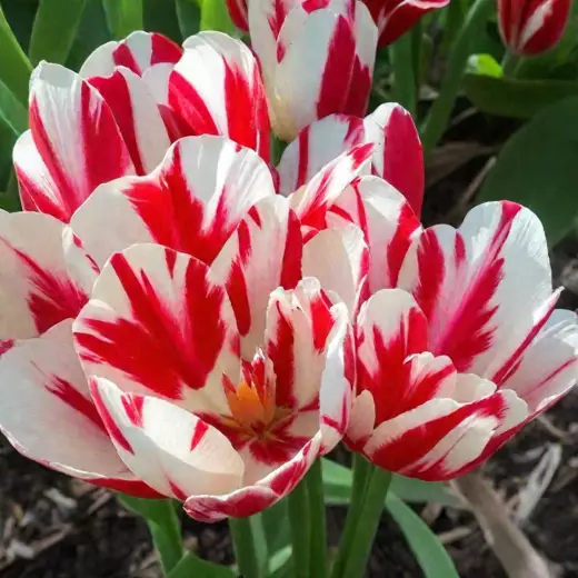 Тюльпаны Флейминг Клаб - Tulipa Flaming Club - Фото №3