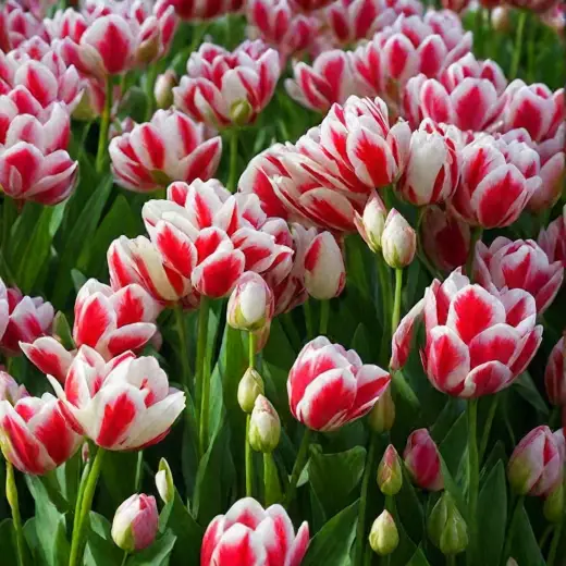 Тюльпаны Флейминг Клаб - Tulipa Flaming Club - Фото №1