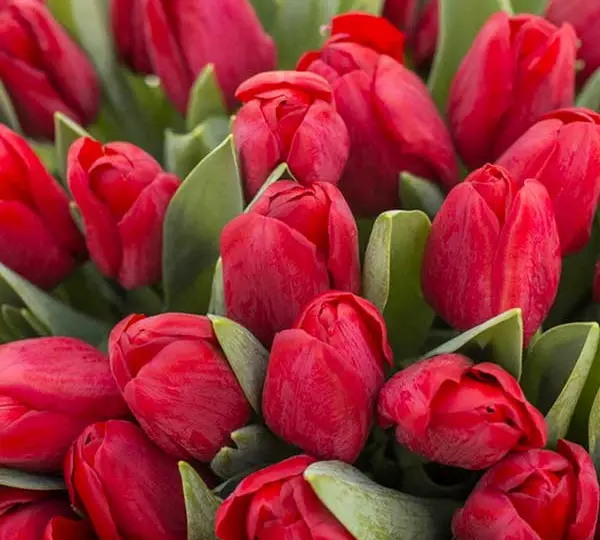 Тюльпаны Иль-де-Франс - Tulipa Ile de France - Фото №2