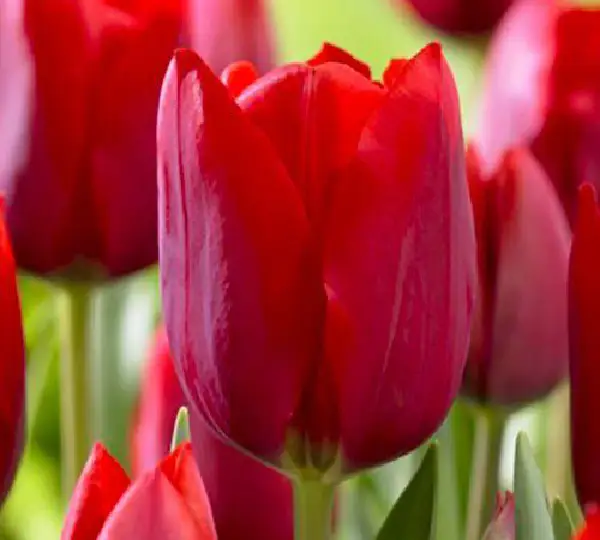 Тюльпаны Иль-де-Франс - Tulipa Ile de France - Фото №3