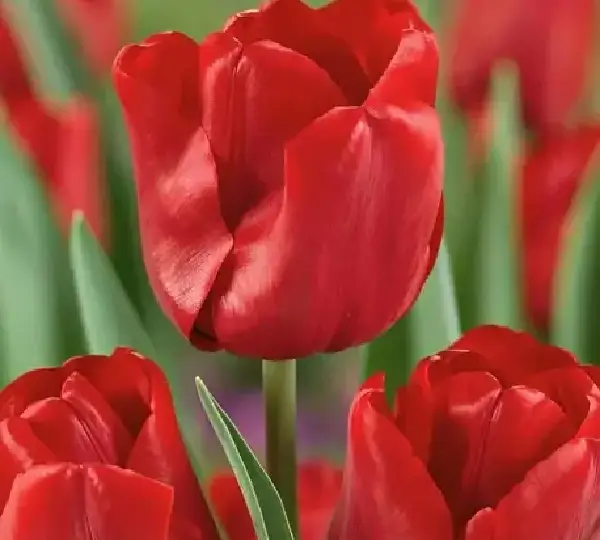 Тюльпаны Иль-де-Франс - Tulipa Ile de France - Фото №4