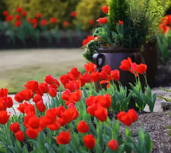 Тюльпаны Иль-де-Франс - Tulipa Ile de France - Фото №5